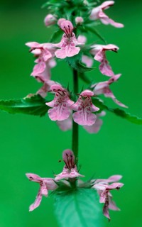 Common Hemp-nettle (Galeopsis tetrahit), Lower Saxony, Germany, Europe