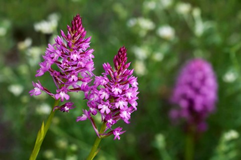 Pyramidal orchid, Pyramidal orchis, Pointed orchis, Comb orchid, Pyramidal orchid, Pyramidal
