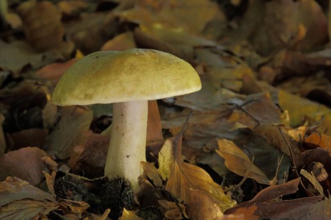 Grey-green milkling (Lactarius blennius), milkling (lactarius), russulaceae, Russulaceae,