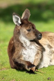 Western Grey Kangaroo (Macropus fuliginosus), Kangaroo Island, South Australia, Kangaroo Island