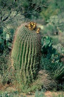 Barrel Cactus, Arizona, USA (Ferocactus wislizenii)