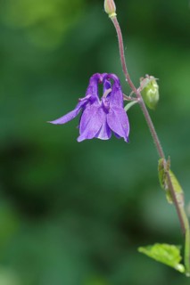 European columbine (Aquilegia vulgaris), blue flower at the edge of a forest, Wilden, North