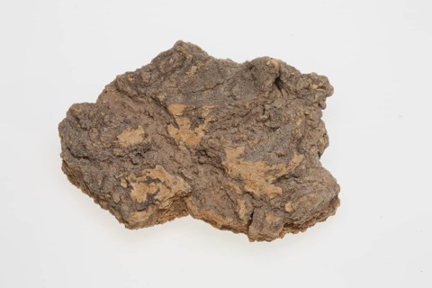 Bark of the god tree of heaven (Ailanthus altissima), medicinal plant of Chinese medicine