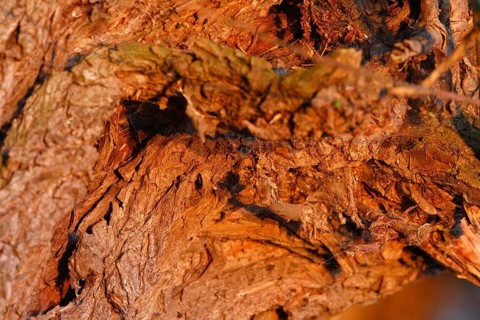 Detail of the structure of the bark of a willow tree, Peene Valley River Landscape nature park