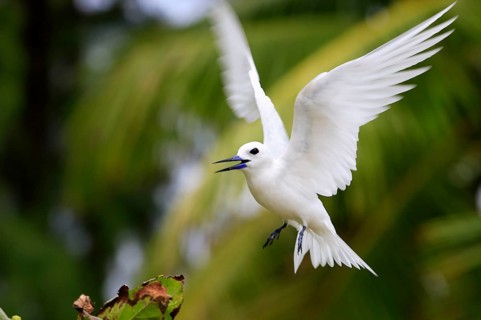 Fairy Tern, Bird Island, Seychelles (Gygis alba monte), White Tern