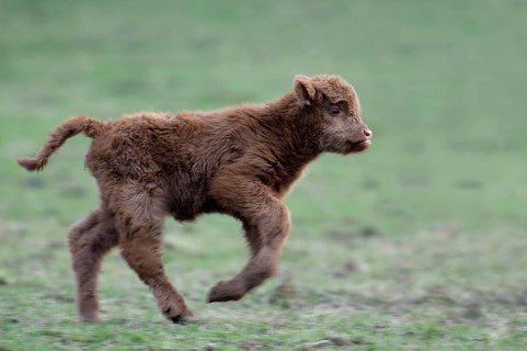 Scottish Highland Cattle, calf, calflet calflet, lateral, side