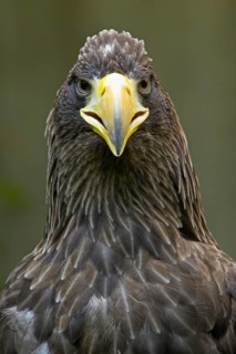 Steller's sea eagle (Haliaeetus pelagicus)