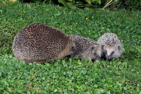 European Hedgehogs (Erinaceus europaeus), female with youngs, Germany, Europe