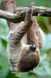 Two-toed Sloth (Choloepus didactylus)