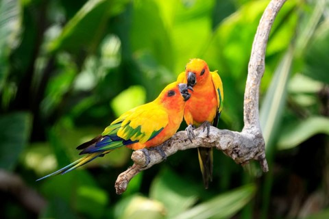 Sun conures (Aratinga solstitialis), pair