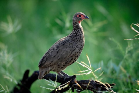 Swainson's Francolin (Francolinus swainsonii), Kruger nationalpark, South Africa, Africa