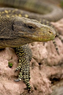 Crocodile monitor (Varanus salvadorii)