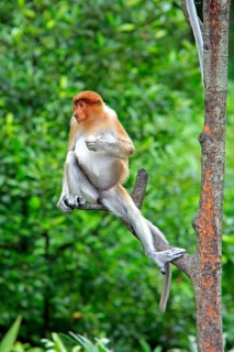 Coati, female, Labuk Bay, Sabah, proboscis monkey (Nasalis larvatus), Malaysia, Asia