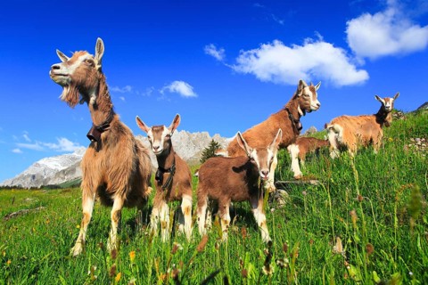 House goats on the alp, goat, goats, females and young animals, Alpstein massif, Appenzell,