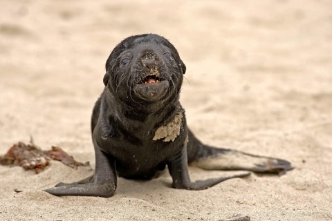 Young South African Fur Seal (Arctocephalus pusillus), Cape Cross, Namibia, Africa