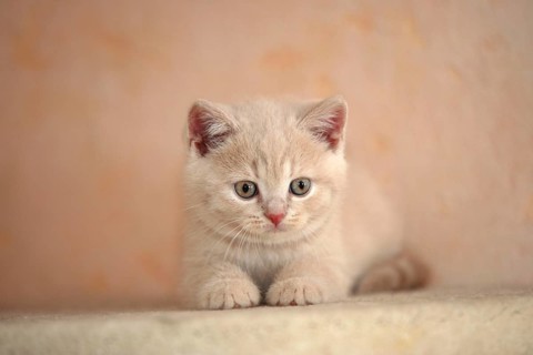British Shorthair Cat, Kitten, British Shorthair, KBH