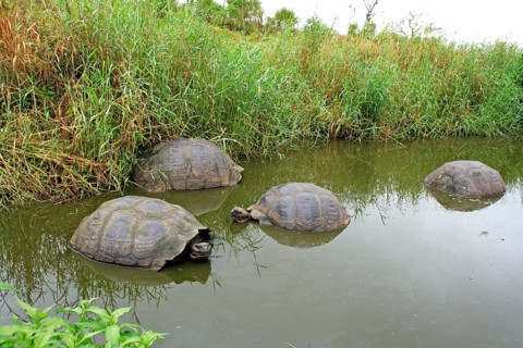 Galapagos Giant Tortoises (Geochelone nigra), Galapagos Islands, Ecuador (Testudo elephantopus)