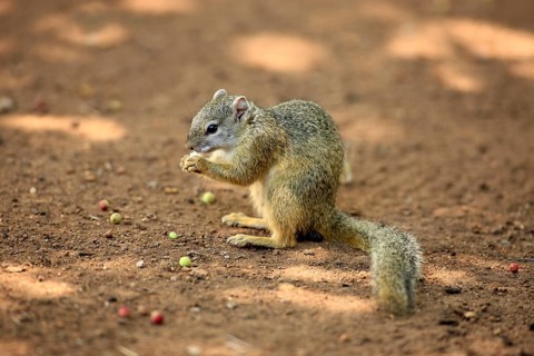 Smith's Bush Squirrel (Paraxerus cepapi), Kruger national park, South Africa, Africa