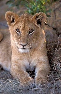 African lion (Panthera leo), young, Maasai Mara Game Reserve, nian lion, Kenya, Africa
