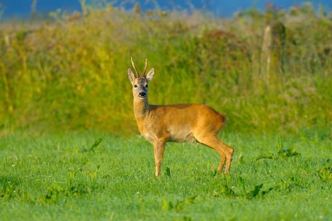 Roebuck, Dingdener Heide nature reserve, North Rhine-Westphalia, Germany, Europe
