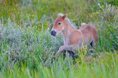 Exmoor pony, foal