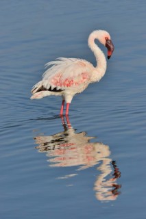 Lesser Flamingo (Phoenicopterus minor) standing in Lake Nakuru, Lake Nakuru National Park, near