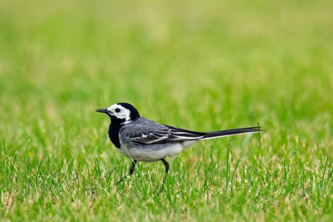 Pied Wagtail, Pied white wagtails (Motacilla alba), Songbirds, Animals, Birds, White wagtail male