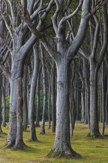Beech trees, shaped by strong sea winds, at Ghost Wood, Gespensterwald along the Baltic Sea beach