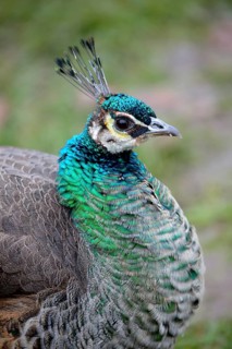 Indian Peafowl (Pavo cristatus), hen, portrait, captive, Bavaria, Germany, Europe