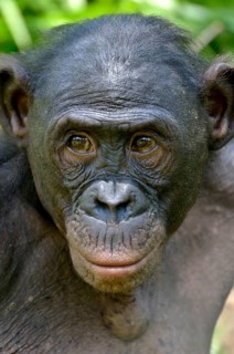 Bonobo (Pan paniscus), portrait, Lola ya Bonobo Sanctuary, Kimwenza, Mont Ngafula, Kinshasa,