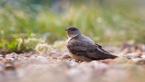 Crag martin (Ptyonoprogne rupestris) searching for nesting material on the ground, La Serena steppe