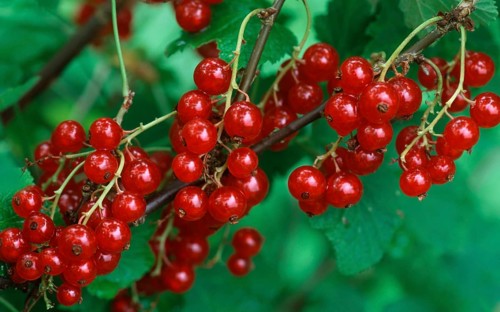 Red currants (Ribes rubrum)