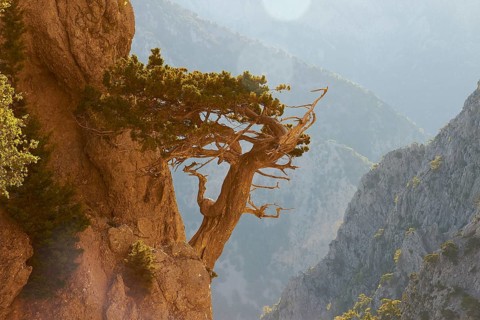 Gnarled tree clinging to rocks, Gingilos, Hiking on the Gingilos, Morning light, Back light, Sun