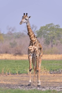 Rhodesian giraffe (Giraffa camelopardalis thornicrofti), South Luangwa National Park, Zambia,
