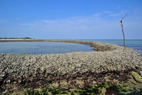 Fish sluice, écluse, traditional way of catching fish at low tide on the island of Ile de Ré,