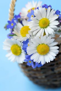Common daisy (Bellis perennis) and forget-me-nots (Myosotis sylvatica)