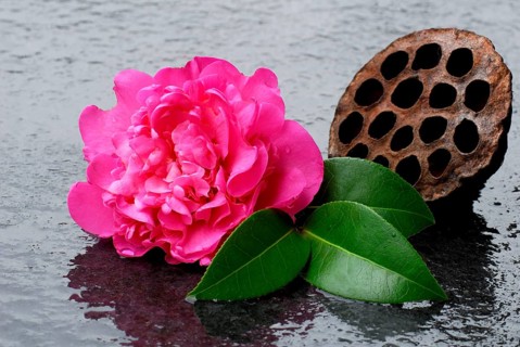 Japanese Camellia (Camellia japonica)