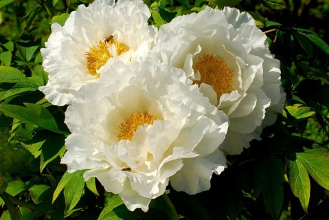 Peony 'Tsugisekai', shrub peony
