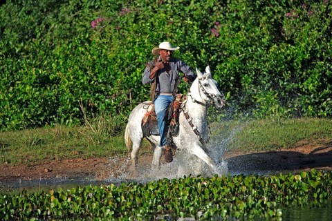 Cowboy, Pantanal, Brazil, vaqueiro, pantaneiro horse, rider, South America