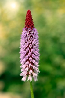 Orchid primrose (Primula vialii)