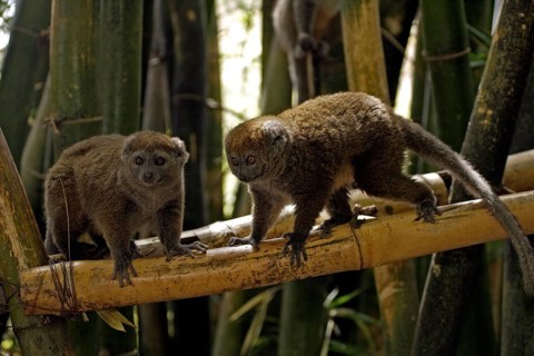 Gray Bamboo Lemur (Hapalemur griseus), pair, Madagascar, Grey Gentle Lemur, Africa