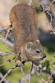 Common rock hyrax, cape hyrax (Procavia capensis)