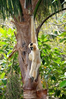 White-cheeked Gibbon, female (Hylobates concolor leucogenys)