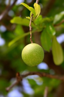 Pong Pong, Kota Kinabalu, Sabah, Borneo, Malaysia (Cerbera odollam)