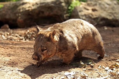 Southern Hairy-nosed Wombat (Lasiorhinus latifrons), South Australia