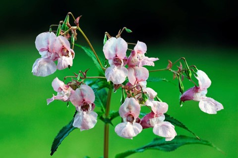 Himalayan Balsam (Impatiens glandulifera), Lower Saxony, Germany, Europe