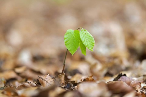 European beech (Fagus sylvatica), common beech new shoot emerging on deciduous forest floor in