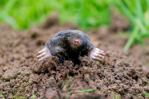 European mole (Talpa europaea), Germany, Europe