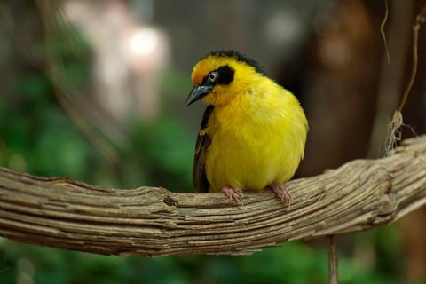Reichenow's Weaver, male (Ploceus baglafecht reichenowi), Kenya, Africa