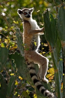 Ring-tailed Lemur (Lemur catta), Berenty Private Reserve, Madagascar, ring-tailed lemur, Berenty